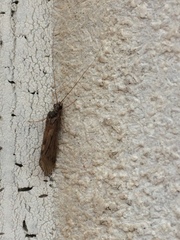Insecta