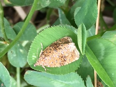 Olethreutes astrologana