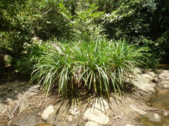 Pandanus candelabrum