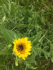 Silphium laciniatum