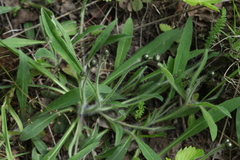 Pilosella schultesii