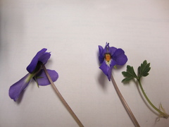 Viola pedata
