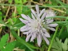 Knautia integrifolia