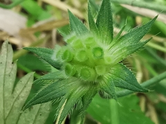 Knautia integrifolia