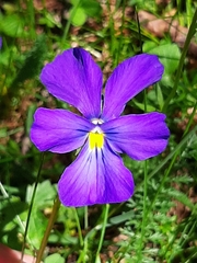 Viola calcarata