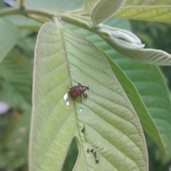 Attelabinae