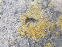 Fungi