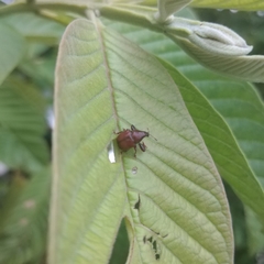 Attelabinae