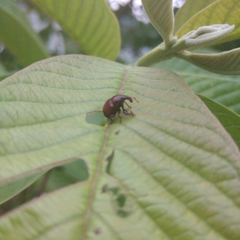 Attelabinae