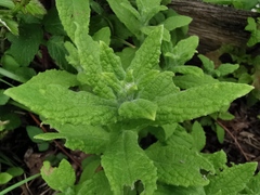 Pulicaria dysenterica