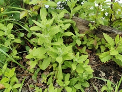 Pulicaria dysenterica