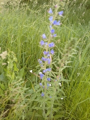Echium vulgare
