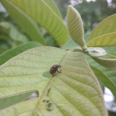Attelabinae