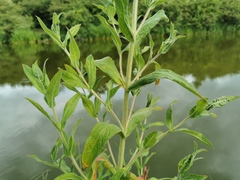 Magnoliopsida