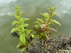 Lycopus europaeus