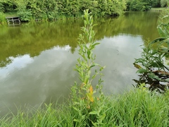 Magnoliopsida