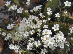 Eremogone macradenia