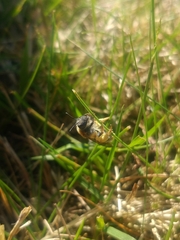 Andrena