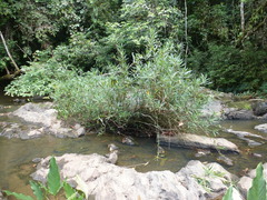 Dalzielia oblanceolata