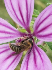 Tetralonia
