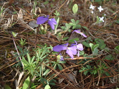 Viola pedata