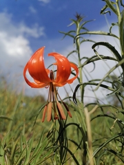 Lilium pumilum