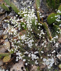 Eremogone macradenia