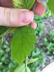 Angiospermae