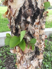 Angiospermae