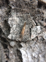 Insecta