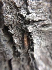 Insecta