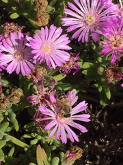 Apis mellifera