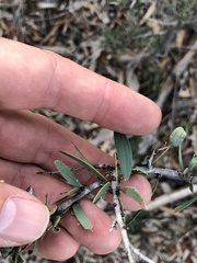Acacia excelsa