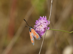 Zygaena erythrus