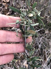 Acacia excelsa