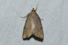 Cutina albopunctella