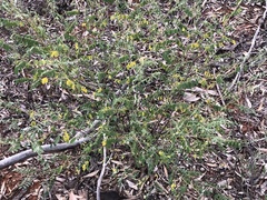 Indigofera brevidens