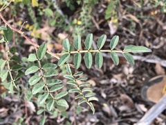 Indigofera brevidens