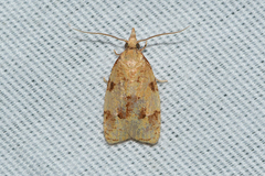Cenopis saracana