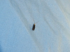 Annulipalpia