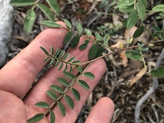 Indigofera brevidens
