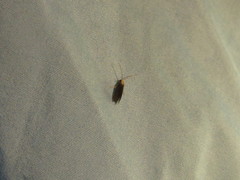 Annulipalpia