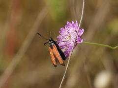 Zygaena erythrus