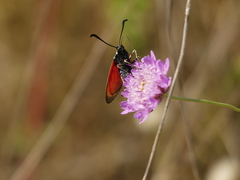 Zygaena erythrus