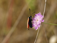 Zygaena erythrus