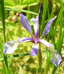 Iris prismatica
