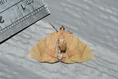 Eulithis gracilineata