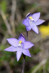 Thelymitra × truncata