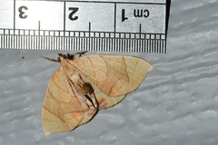 Eulithis gracilineata