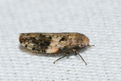 Menosoma cinctum